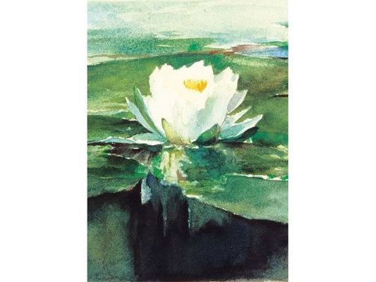 Water Lily in Sunlight image 0