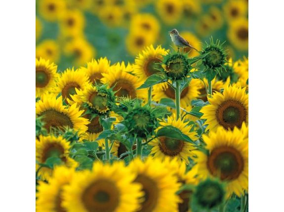 Sunflower Songbird image 0